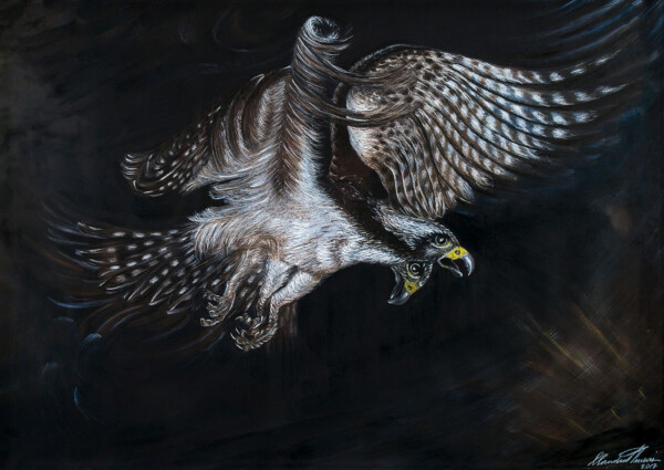 Dipinto del falco in volo