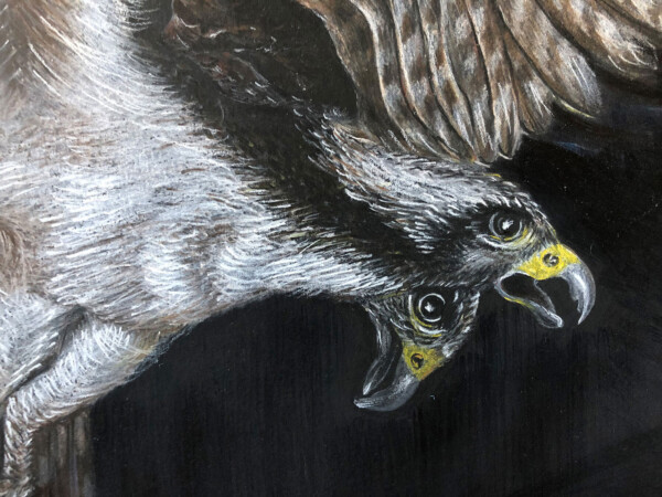 Particolare del falco